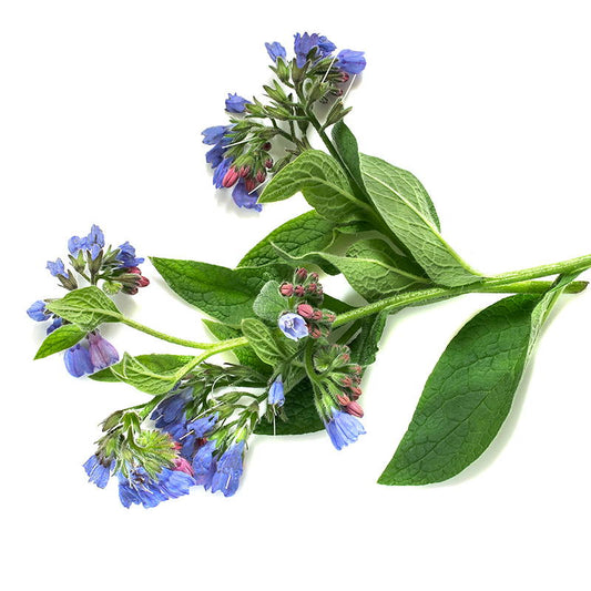 Jouer Ingredient Spotlight: Allantoin